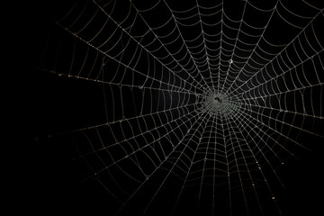 Wall Mural - Bright Spider Web On A Dark Black Background Created With The Help Of Artificial Intelligence