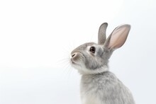 Rabbit Photo Realistic Illustration - Generative AI.