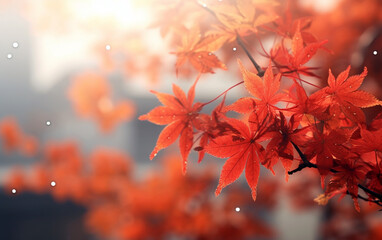 Wall Mural - maple leaf in autumn with maple tree under sunlight background