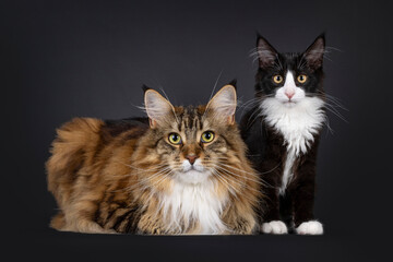 Handsome adult and cute kitten Maine Coon cat, laying down and sitting beside each other. Looking towards camera. Isolated on a black background.