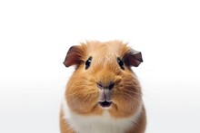 Guinea Pig Photo Realistic Illustration - Generative AI.