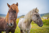 Fototapeta Konie - Horses at the meadows of Iceland