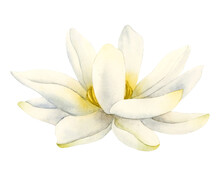 White Lotus Flower Realistic Watercolor Illustration Isolated On White Background For Youga Centers And Logos, Natural Cosmetics, Health Care And Ayurveda Products