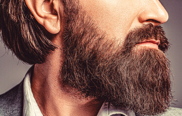 Wall Mural - Closeup of bearded mans. Male with mustache growing. Perfect beard. Close-up of young bearded man. Close up of handsome beard hipster elegant male