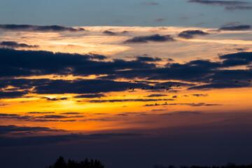 Birds flying in sunset