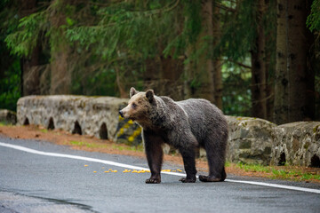 european brown bear in the carpathians of romania