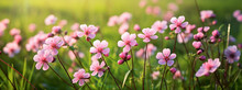 Small Pink Flowers In A Field Near Green Grass, In The Style Of Hale Woodruff, Realistic Yet Stylized
