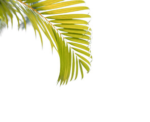 Wall Mural - palm leaf isolated on white