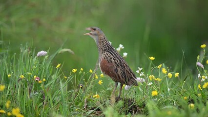 Canvas Print - Corn crake bird ( Crex crex )	