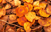 Honey Mushrooms Grow In The Autumn Forest. Close-up