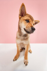 Wall Mural - Wide angle view shot. Funny Shiba inu with rede color fur looking at camera over pastel pink color studio background