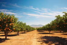 Orange Garden In Sunny Day. Fresh Ripe Oranges Hanging On Trees In Orange Garden. Details Of Spain