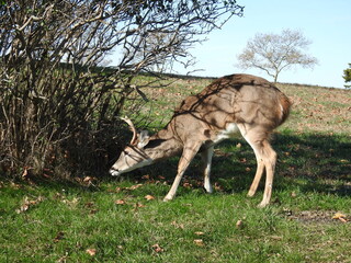 Poster - A whitetail buck deer, in the rut, sniffing the ground to catch a scent of a doe. Sandy Hook Gateway National Recreation Area, Monmouth County, New Jersey. 