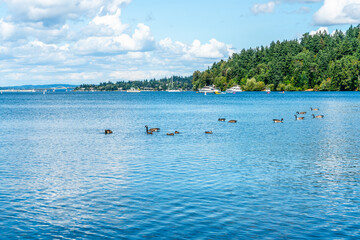 Wall Mural - Lake Washington Summer 5