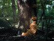 Pień starego dębu w lesie porośnięty pomarańczowymi grzybami