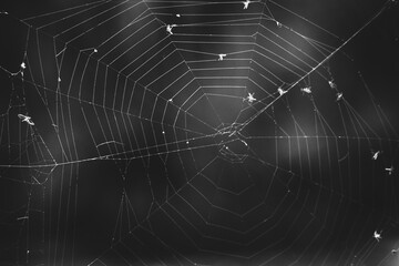 spider on web