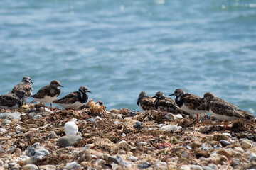 Wall Mural - turnstones on the pebbles on the beach with the sea in the background