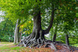 The enormous root system of an old beech in De Horsten park, Wassenaar