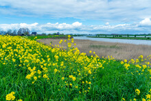 Yellow Rapeseed Is In Full Bloom Along The River Lek Near Hagestein