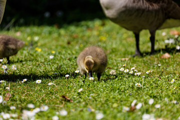 Wall Mural - Young canadian goose on grass field