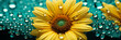 Wunderschöne große Sonnenblume mit Wassertropfen Nahaufnahme im Querformat als Banner, ai generativ