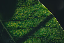 Plants And Flowers - Closeup Of Green Leaf With Backlight And Texture
