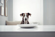 Hungry dog sitting at table in front of empty plates. 