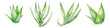 Aloe vera Botanical View On A Clean White Background Soft Watercolour Transparent Background