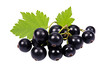 black currant isolated on white background