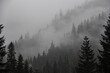 Las świerkowy we mgle, mglisty leśny krajobraz, wierzchołki drzew, mgła. Spruce forest in fog, foggy forest landscape, treetops, mist.