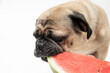 Close up of a pug dog eating a slice of watermelon 