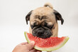 Cute fawn pug dog eating a slice of watermelon