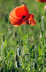 Wall Mural - Klatschmohn