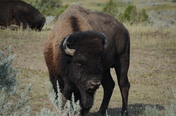 Canvas Print - bison in park national park