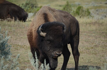 Canvas Print - american bison