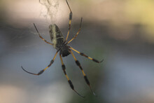 Macro Of Female Golden Orb Spider In Web.