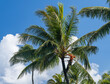 Professional gardener trimming palm fronds from large tree and attached by rope near the top