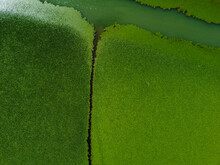 Aerial View Of Wetlands In Skadar Lake. Boat Road Between By Green Lily Pads, Water Chestnut, Trap, Moss Covering The Water National Park, Summer In Montenegro, Circling, Drone Shot.