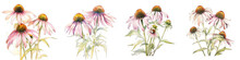 Coneflower Botanical View On A Clean White Background Soft Watercolour Transparent Background