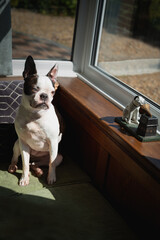 Wall Mural - Boston Terrier sitting on a window bench seat looking out of a bay window. A model of a dog is on the windowsill.