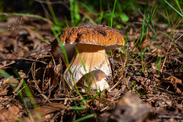 Wall Mural - King of tasty edible mushrooms, boletus edulis porcini cepe growing in forest