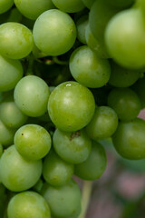 Wall Mural - Riesling white wine grapes plant growing on hilly vineyard in Germany unripe grapes close up