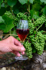 Tasting of sparkling red wine with bubbles champagne on summer festival route of champagne on green vineyards in Cote des Bar, Champagne region, France