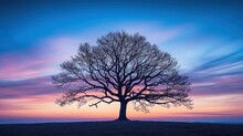 Tree In The Sunset