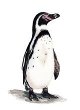 Ilustración En Acuarela De Pingüino De Humboldt (Spheniscus Humboldti) Aves De Chile.