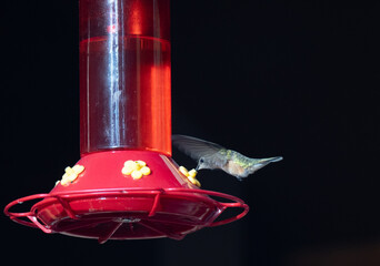 Wall Mural - Female Broad-Tailed Hummingbird Feeding from Red Hummingbird Feeder While in Flight