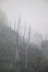 Wall Mural - mountain fog