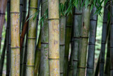 Fototapeta Sypialnia - bamboo
