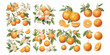 watercolor orange fruit clipart for graphic resources