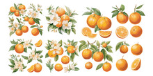 Watercolor Orange Fruit Clipart For Graphic Resources